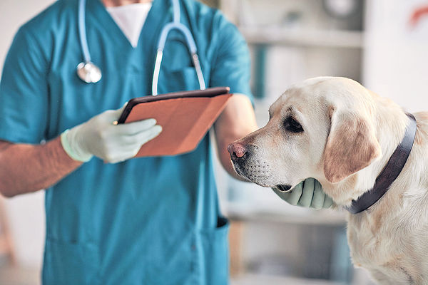 獸醫服務投訴年升1倍 手術費6.5萬變12.6萬