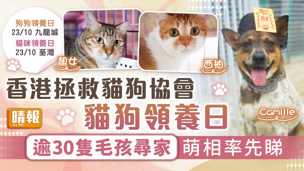 領養代替購買︳香港拯救貓狗協會貓狗領養日 逾30隻毛孩尋家萌相率先睇