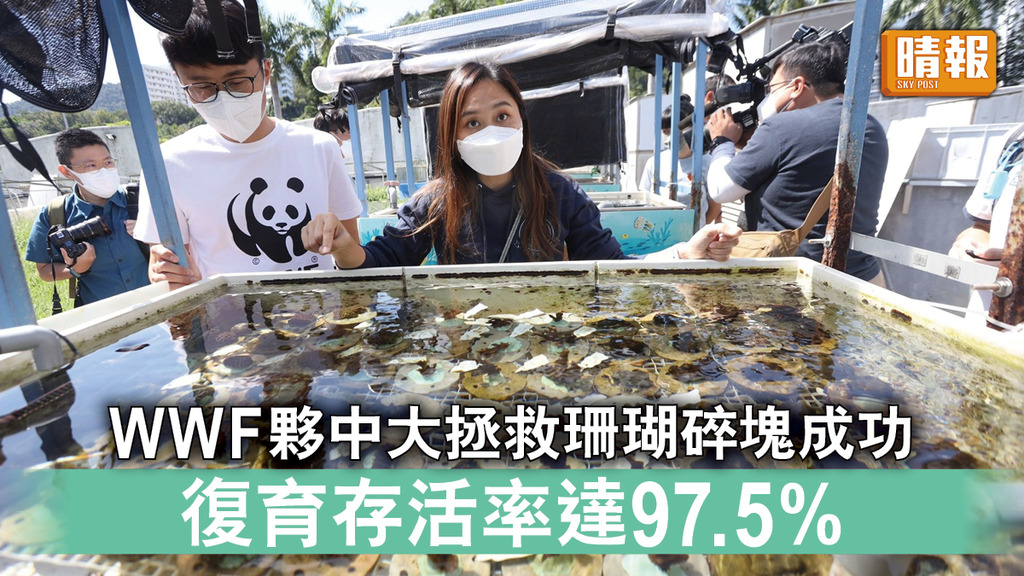 香港珊瑚｜WWF夥中大拯救珊瑚碎塊成功 復育存活率達97.5%