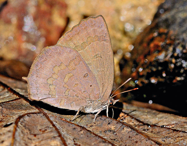鹿頸大埔梅窩蝴蝶物種數目新高 元墩下首發現「齒翅嬈灰蝶」