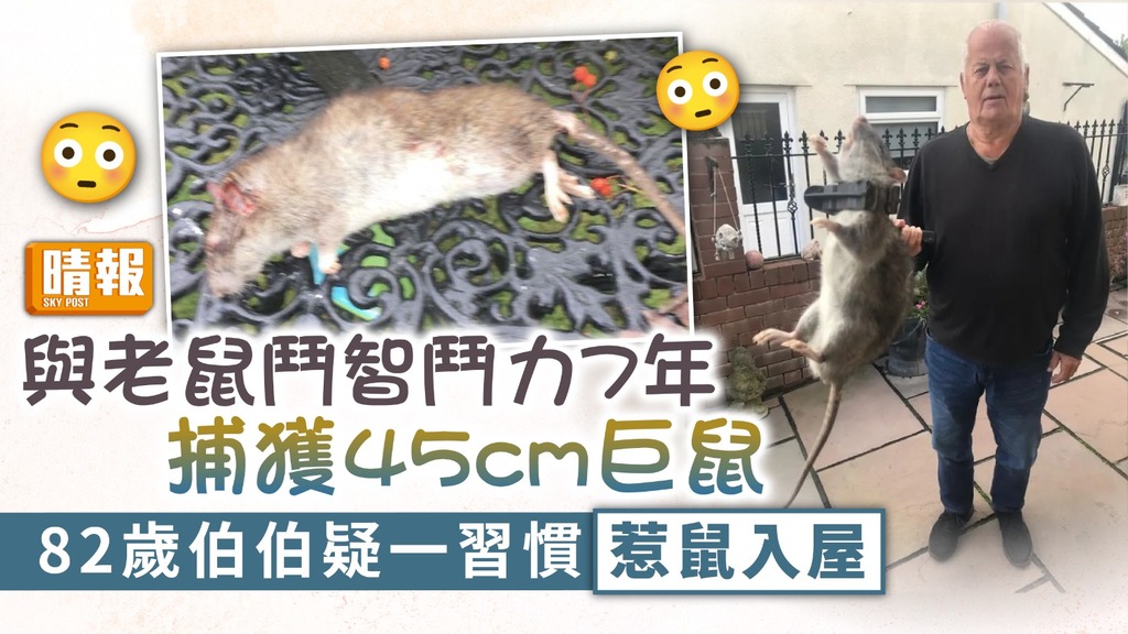 巨型老鼠 ︳與老鼠鬥智鬥力7年捕獲45cm巨鼠 82歲伯伯疑一習慣惹鼠入屋
