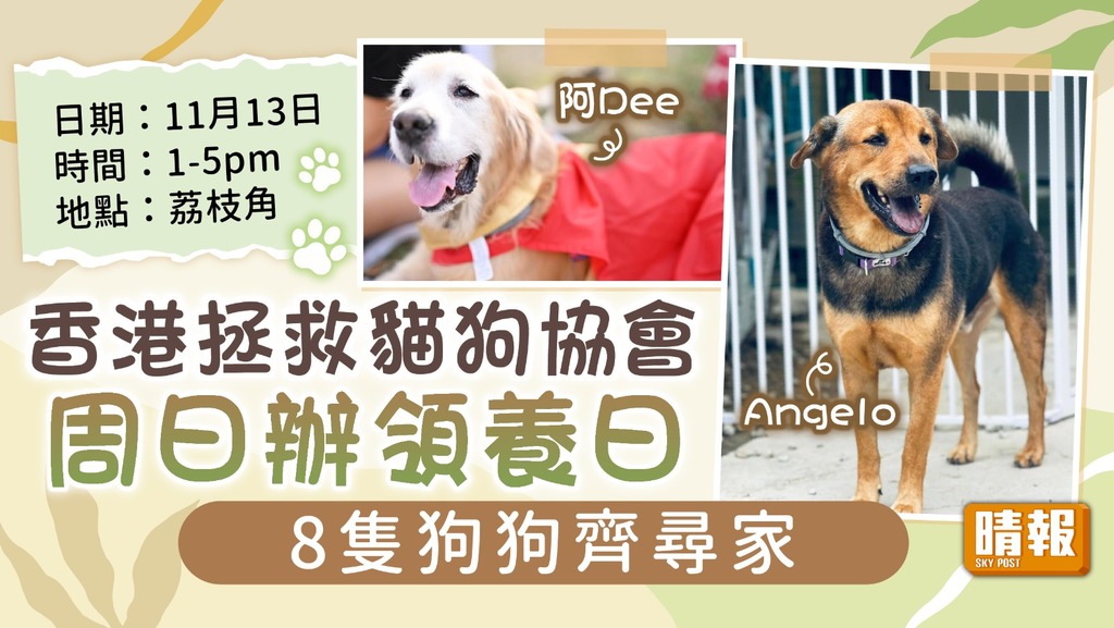 領養代替購買︳香港拯救貓狗協會 周日辦領養日8隻狗狗齊尋家