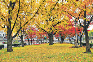 銀杏期開催 日本5大人氣黃葉景點
