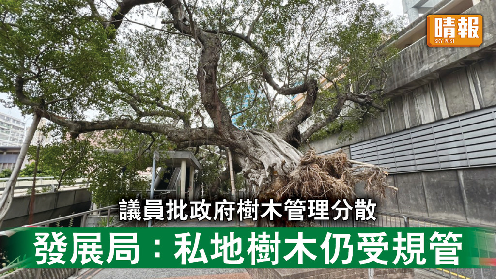 樹木倒塌｜議員批政府樹木管理分散 發展局：私地樹木仍受規管