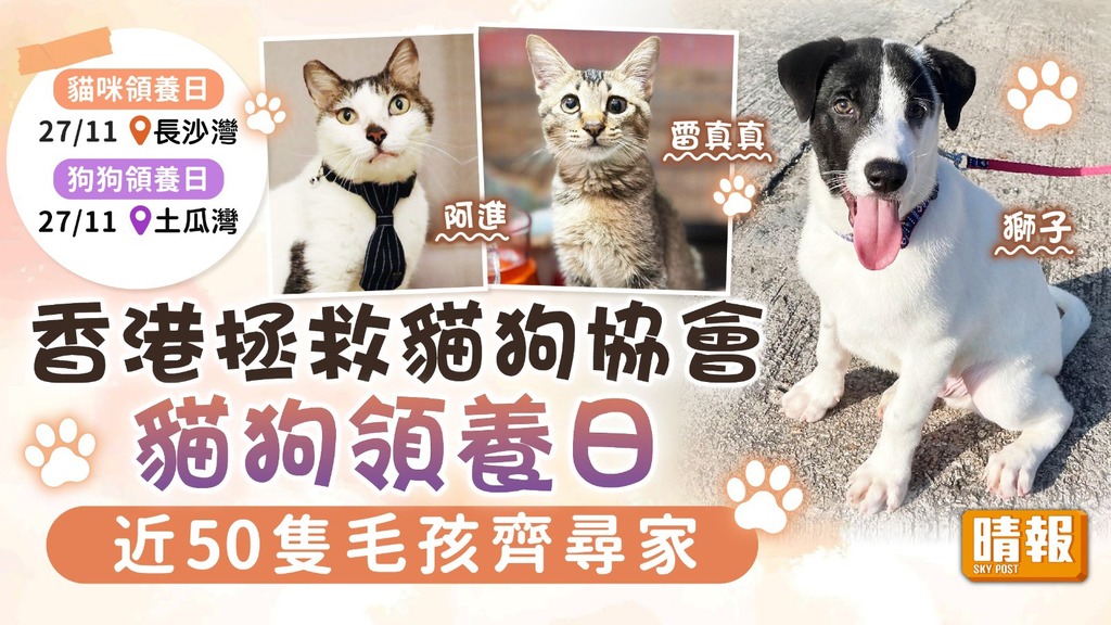 領養代替購買︳香港拯救貓狗協會貓狗領養日 近50隻毛孩齊尋家