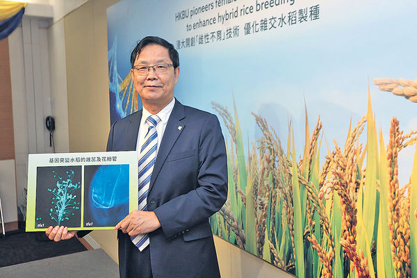 浸大研「變種」技術 增雜交水稻種植效率