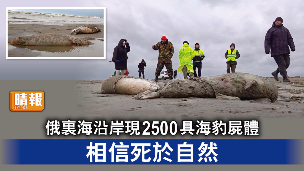 集體死亡｜俄裏海沿岸現2500具海豹屍體   相信死於自然 