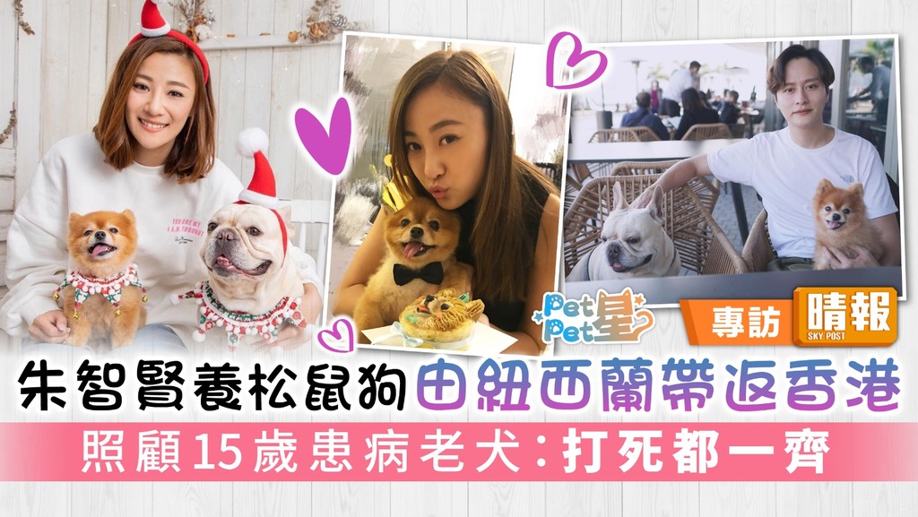 朱智賢養松鼠狗由紐西蘭帶返香港 照顧15歲患病老犬：打死都一齊
