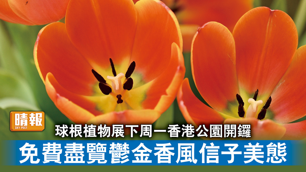 好去處｜球根植物展下周一香港公園開鑼 免費盡覽鬱金香風信子美態