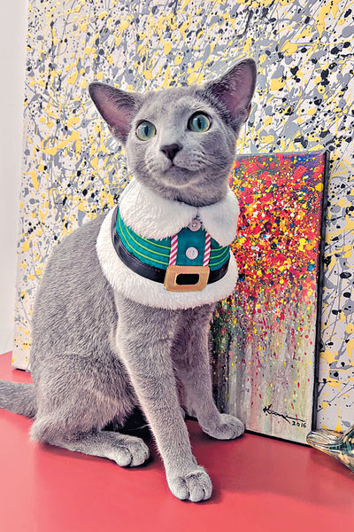 「貓招兔來」冠軍貓展周末舉行 近百靚貓競逐Best Cat殊榮