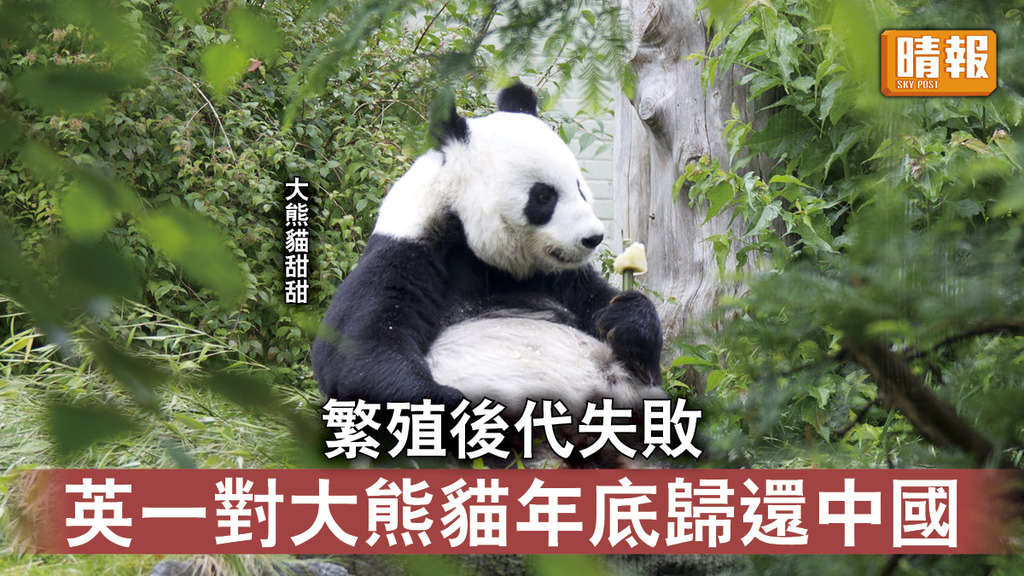 大熊貓｜繁殖後代失敗 英一對大熊貓年底歸還中國