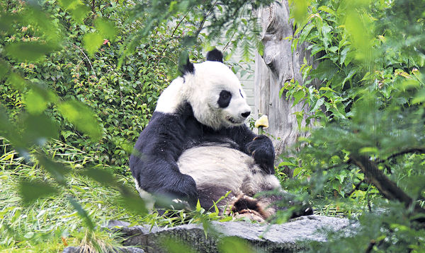 英租借一對大熊貓 年底歸還中國