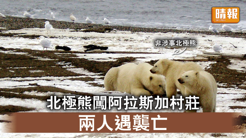 北極熊殺人｜北極熊闖阿拉斯加村莊 兩人遇襲亡