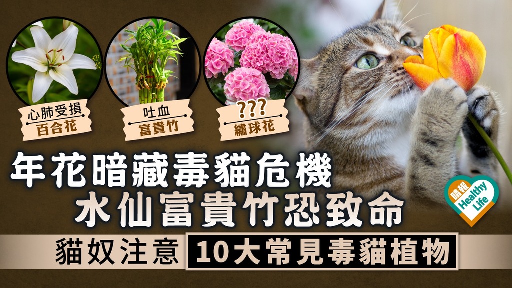 農曆新年︳年花暗藏毒貓危機 水仙富貴竹恐致命 貓奴注意10大常見毒貓植物