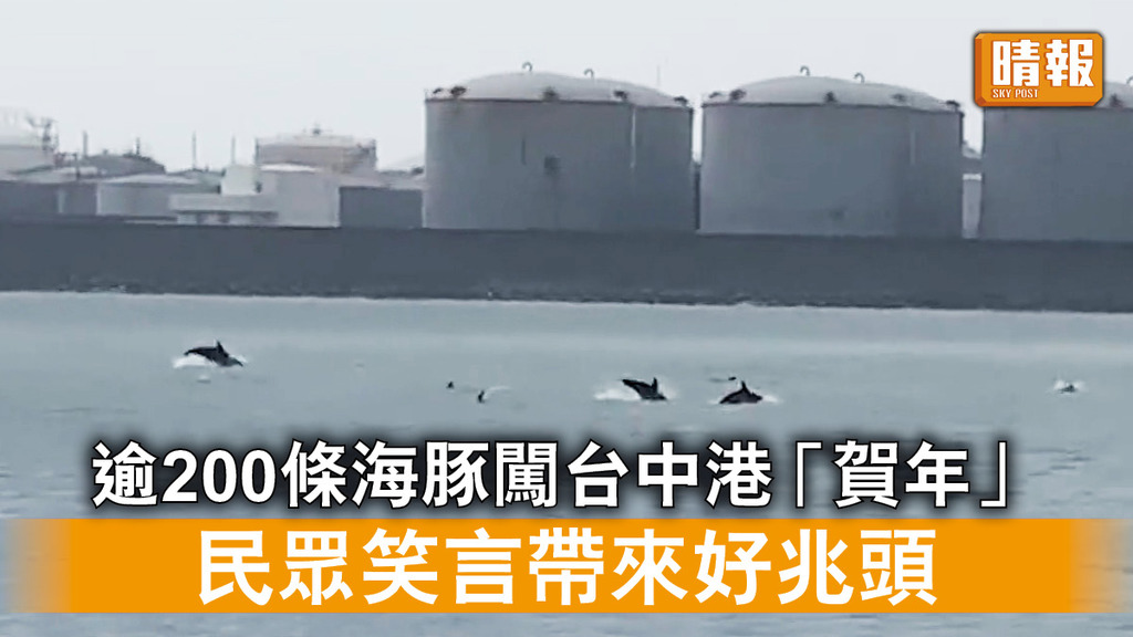 海豚誤闖｜逾200條海豚闖台中港「賀年」    民眾笑言帶來好兆頭