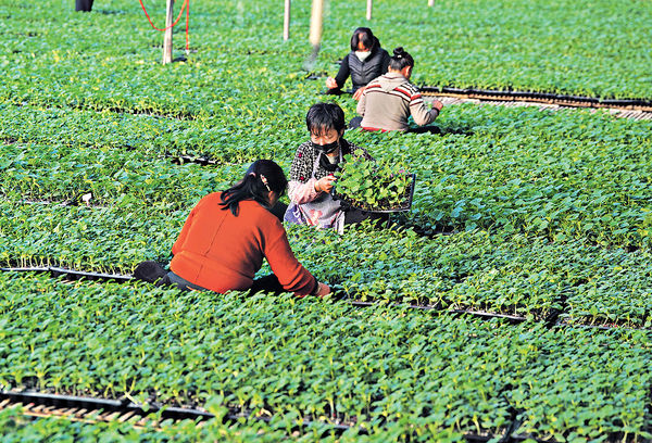 中央一號文件︰推進鄉村振興 保糧食安全