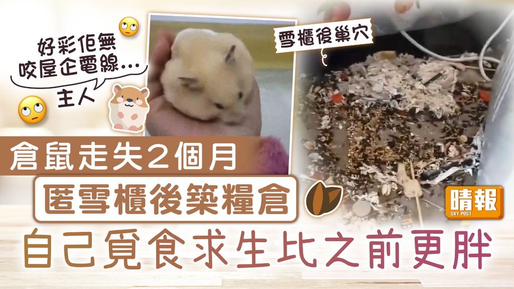 人鼠重逢｜倉鼠走失2個月匿雪櫃後築糧倉 自己覓食求生比之前更胖