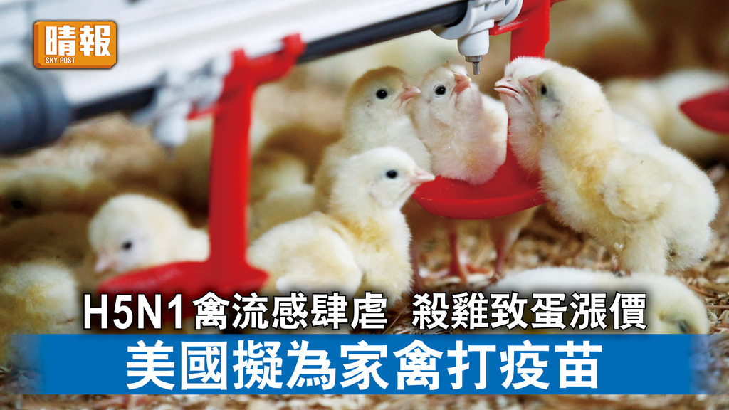 H5N1｜H5N1禽流感肆虐 殺雞致蛋漲價 美國擬為家禽打疫苗