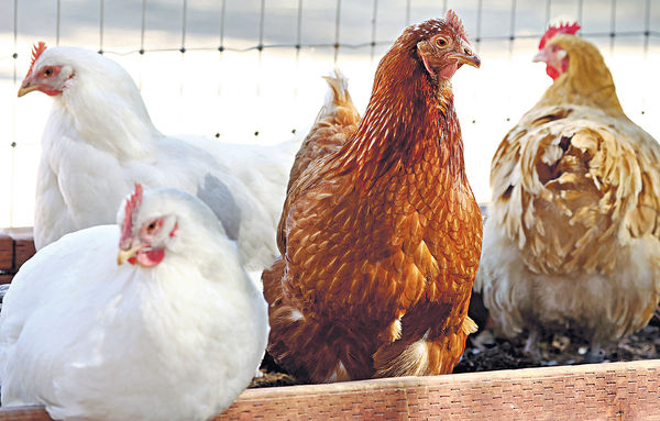 H5N1疫情抬升蛋價 美研為家禽接種疫苗