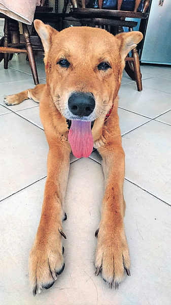 與百隻老鼠生活的老狗