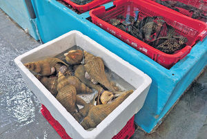 參觀香港仔魚市場 漁民導賞 分享趣味知識