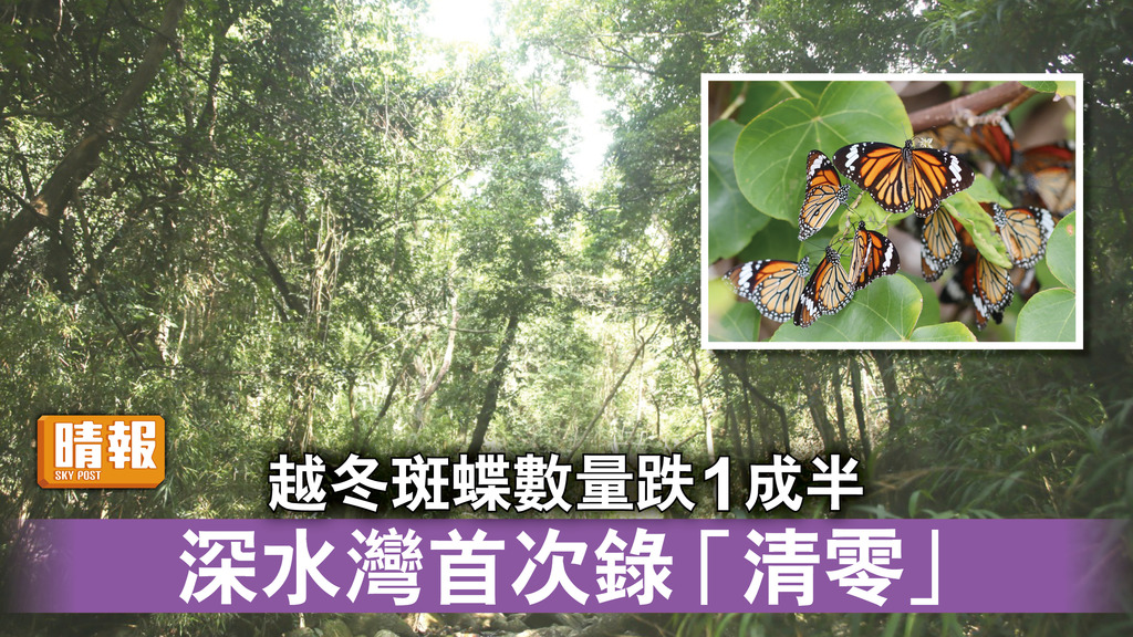 自然生態｜越冬斑蝶數量跌1成半 深水灣首次錄「清零」
