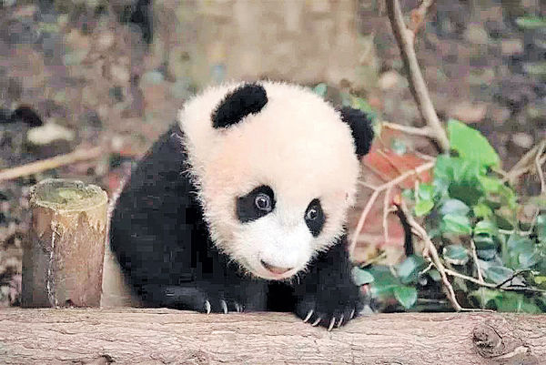 未滿2歲大熊貓「寶新」 多器官衰竭病逝