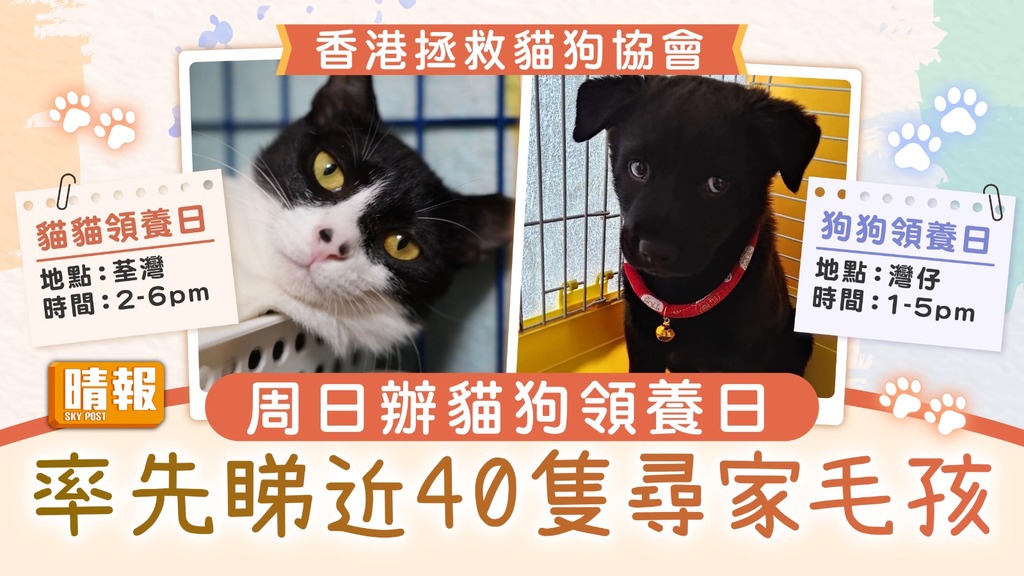 領養代替購買│香港拯救貓狗協會貓狗領養日 率先睇近40隻尋家毛孩