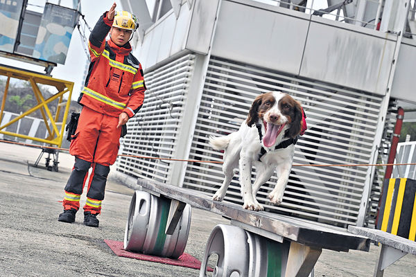 消防搜救犬屢建功 汲取土耳其救災經驗 提升訓練