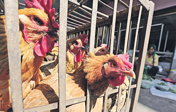 中山女子接觸活禽 染H3N8禽流感亡 全球首例