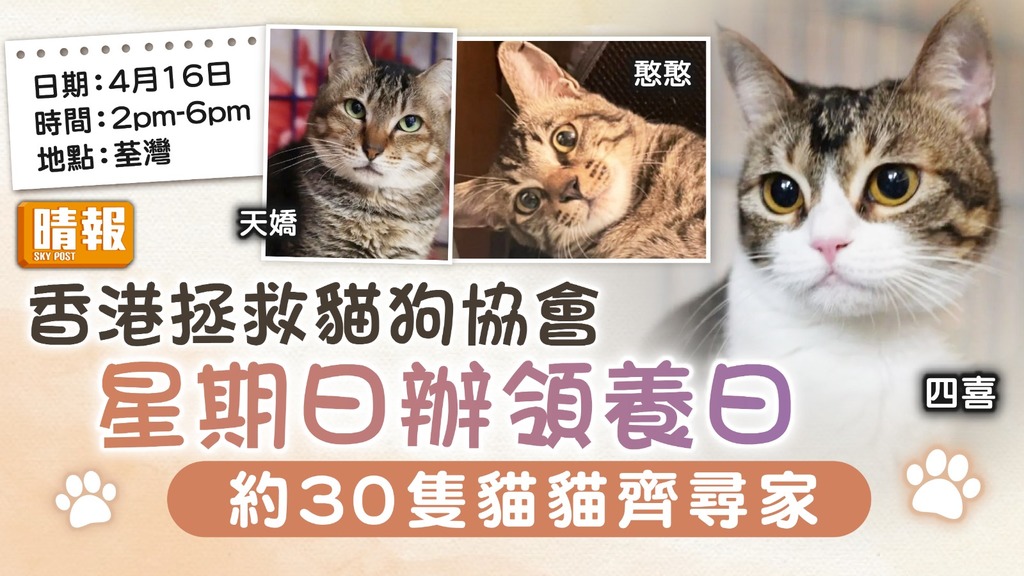 領養代替購買│香港拯救貓狗協會 星期日辦領養日 約30隻貓貓齊尋家