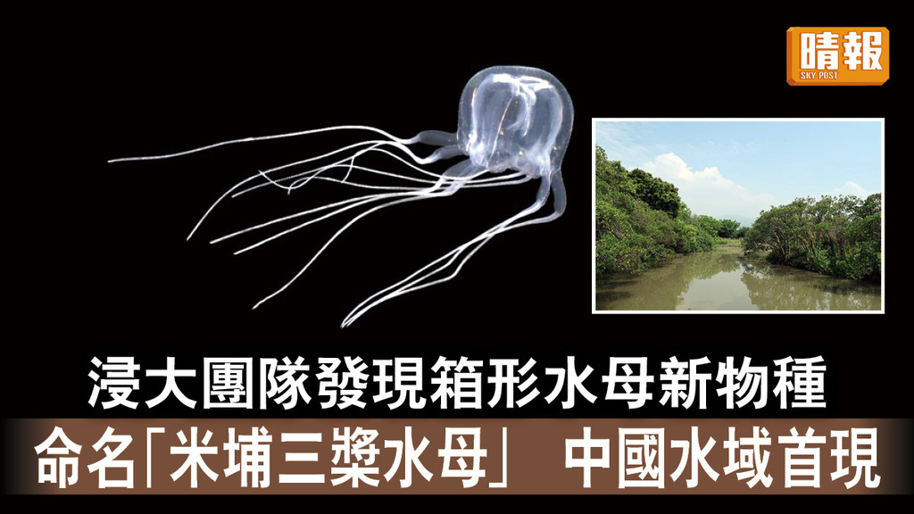自然生態｜浸大團隊發現箱形水母新物種 命名「米埔三槳水母」屬中國水域首現