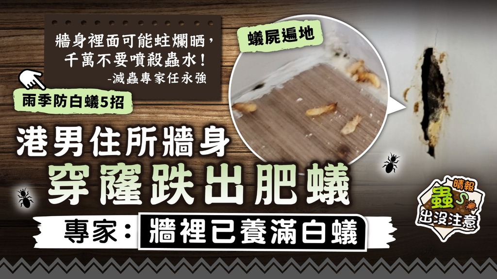 蟲出沒注意｜港男住所牆身穿窿跌出肥蟻 專家：牆裡已養滿白蟻【雨季防白蟻5招】