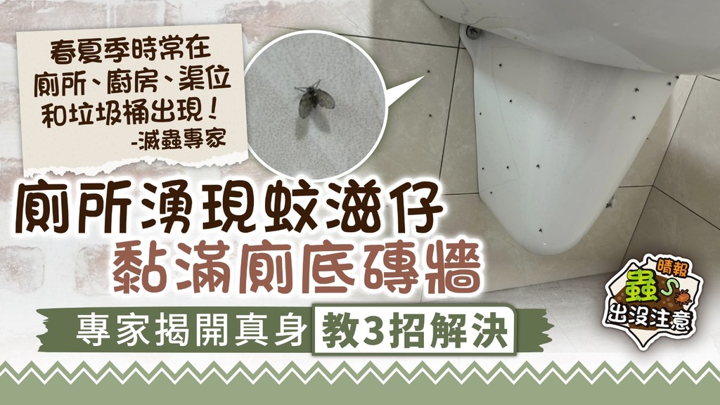 蟲出沒注意︳廁所湧現蚊滋仔黏滿磚牆 專家揭開真身教3大防治法