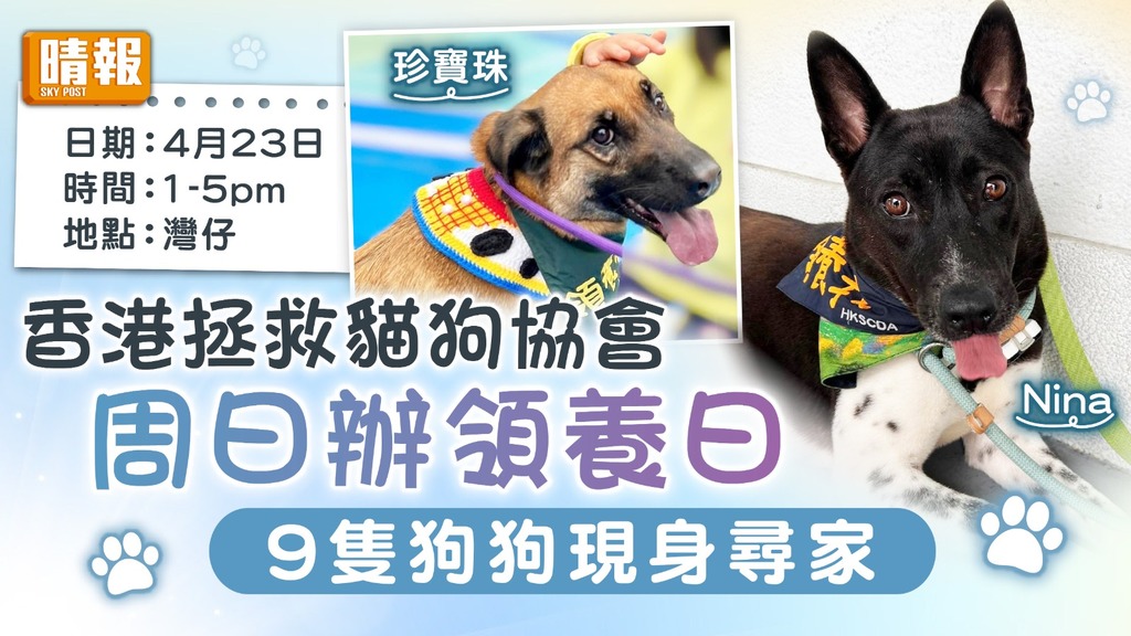 領養代替購買│香港拯救貓狗協會 周日辦領養日 9隻狗狗現身尋家
