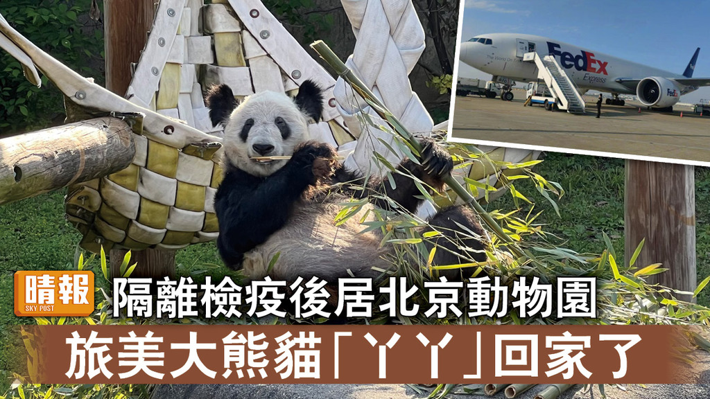 大熊貓｜隔離檢疫後居北京動物園  旅美大熊貓「丫丫」回家了