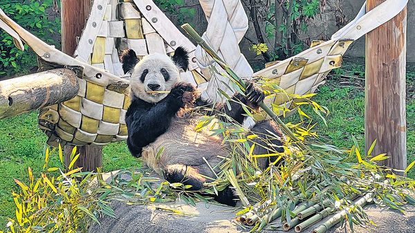 22歲大熊貓丫丫回家了 隔離檢疫一月後 移居北京動物園