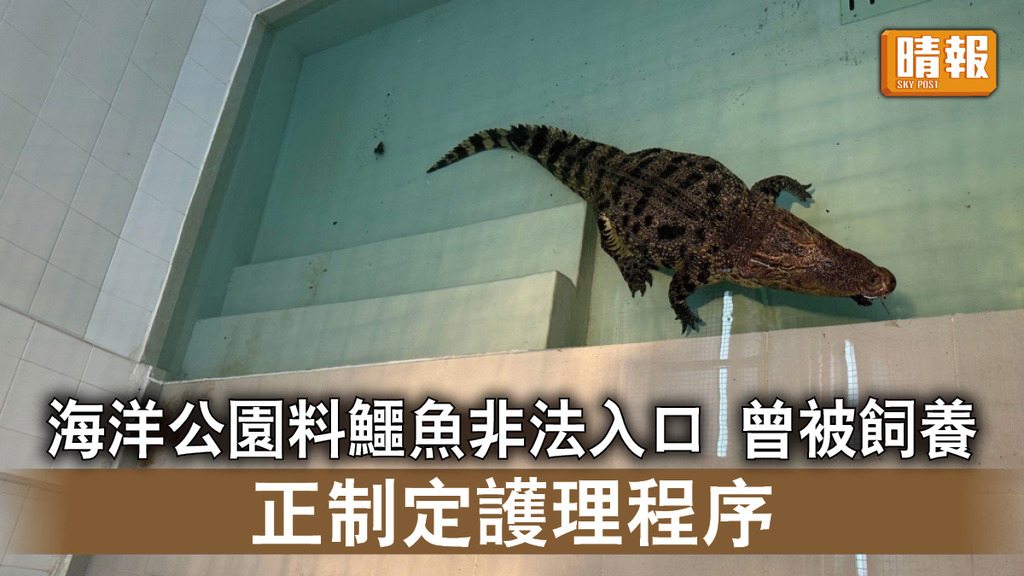 鱷魚出沒｜海洋公園料鱷魚非法入口曾被飼養 正制定護理程序