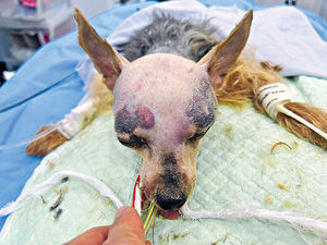 狗狗疑受虐顱骨折手術取18碎片 未過危險期 警列殘酷對待動物