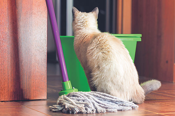 誤服清潔劑 貓貓集體病倒