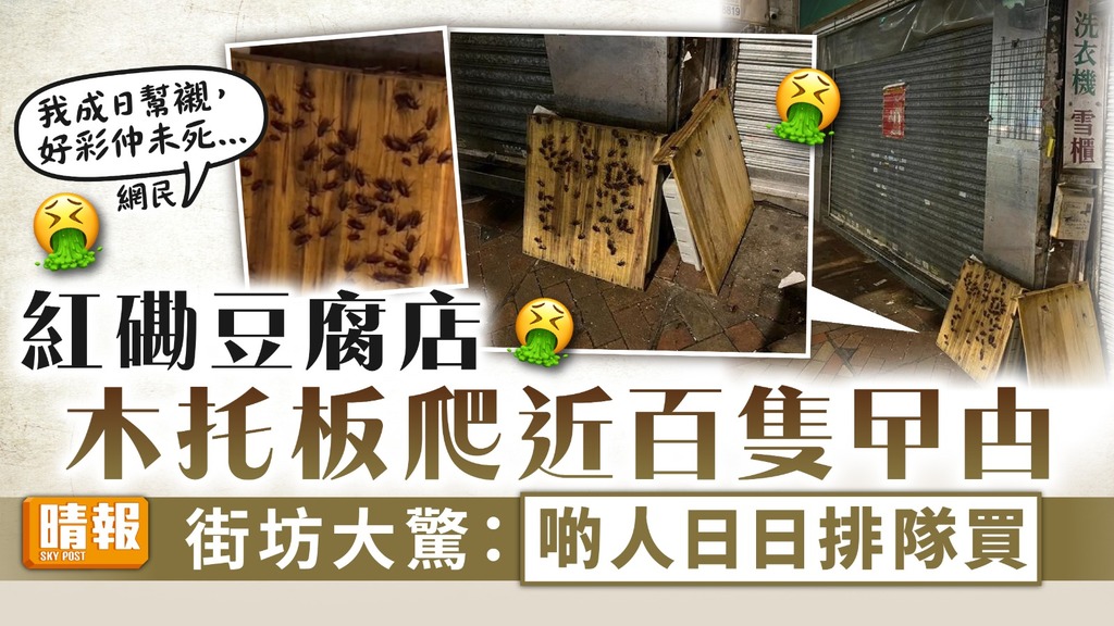 食物安全｜紅磡豆腐店木托板爬近百隻曱甴 街坊大驚：啲人日日排隊買