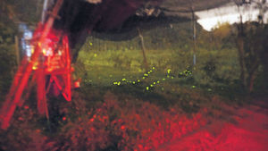 台中生態遊 農場即摘鮮果 秘境賞螢火蟲