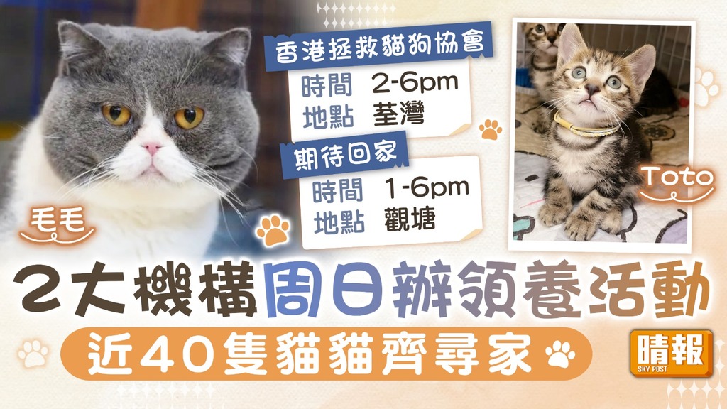 領養代替購買｜2大機構周日辦領養活動 近40隻貓貓齊尋家