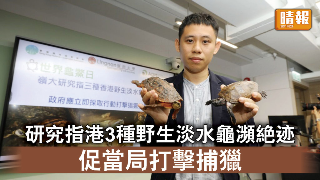 瀕危物種｜研究指港3種野生淡水龜瀕臨絕迹 促當局打擊捕獵
