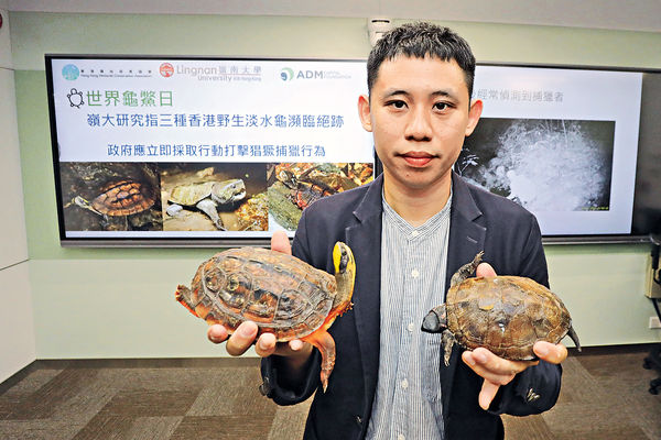 非法捕獵猖獗 3種野生淡水龜瀕絕迹 金錢龜恐已功能性滅絕