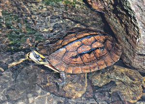非法捕獵猖獗 3種野生淡水龜瀕絕迹 金錢龜恐已功能性滅絕