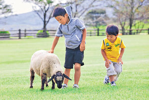 親子遊九州宮崎 高千穗牧場親親牛羊