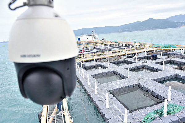 漁護署引入新式網箱 耐用勝木魚排增產能