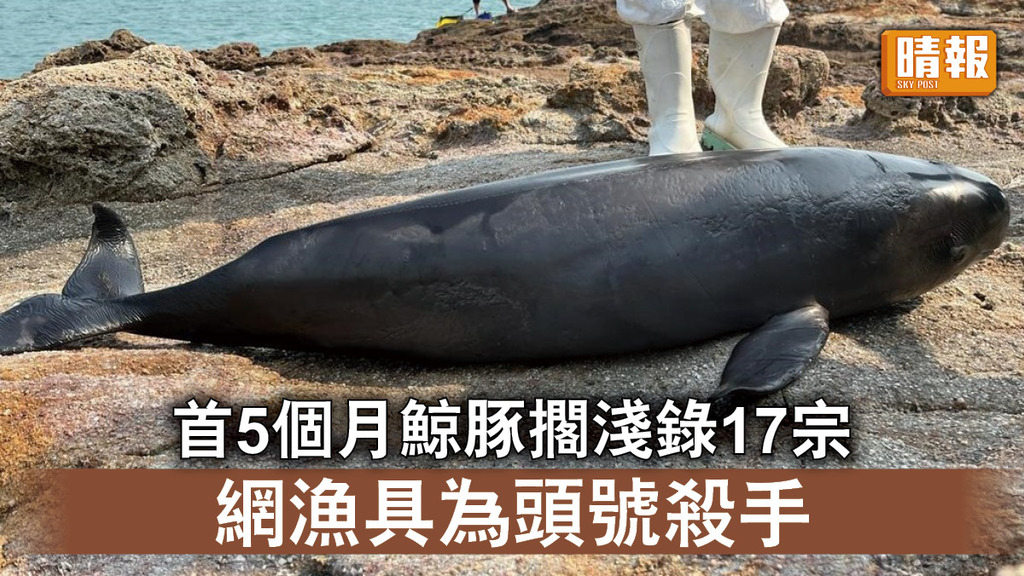 自然生態｜首5個月鯨豚擱淺錄17宗 漁網漁具為頭號殺手