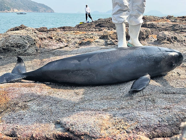 首5月17宗 鯨豚擱淺 漁網漁具淪頭號殺手 3宗為幼豚 情況嚴峻